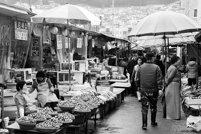 Mastin Labs Ilford B&W Lightroom Presets: Honest Expert Review