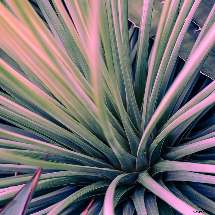 Master Lightroom s Color Grading Tool: Transform Photos Like a Pro