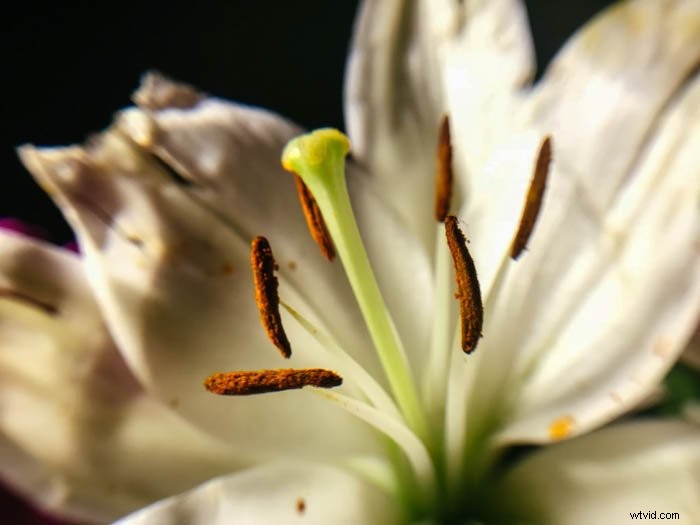 Master Macro iPhone Photography: 10 Proven Tips to Unlock Stunning Close-Ups