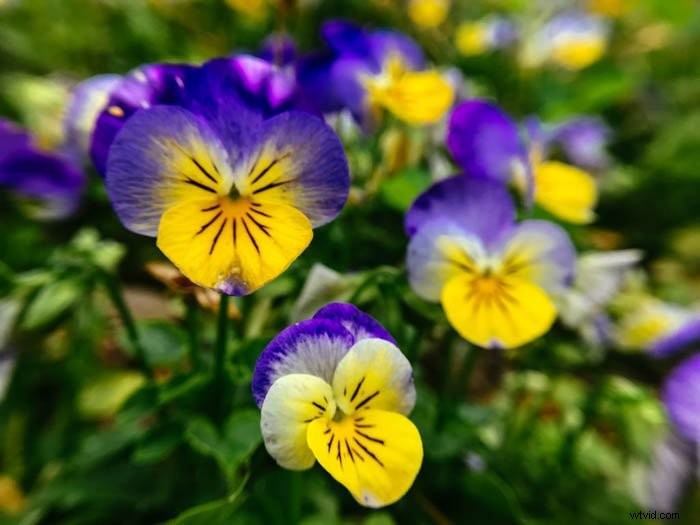 Master Macro iPhone Photography: 10 Proven Tips to Unlock Stunning Close-Ups