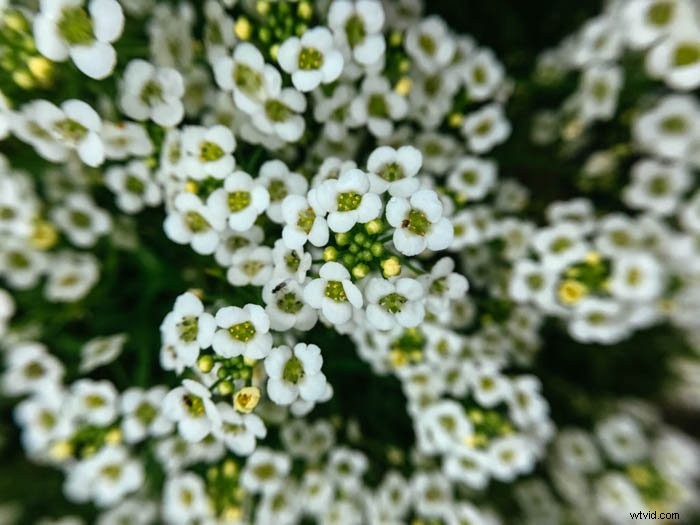 Master Macro iPhone Photography: 10 Proven Tips to Unlock Stunning Close-Ups