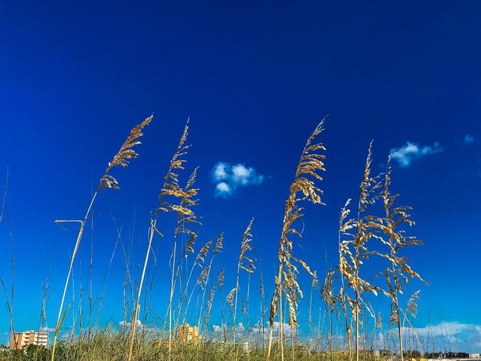 Master Stunning HDR Photos on iPhone: Pro Tips & Techniques