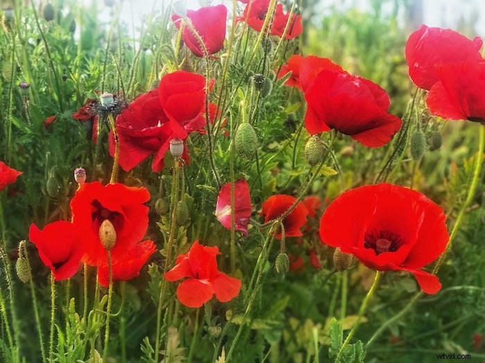 12 Expert Tips for Stunning Flower Photography with Your Smartphone