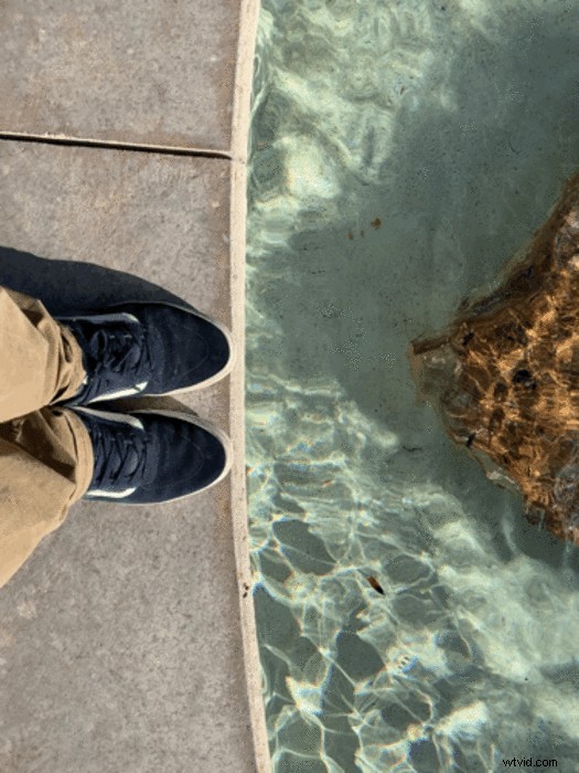 Master iPhone Live Photos: How to Capture, Edit & Share Effortlessly