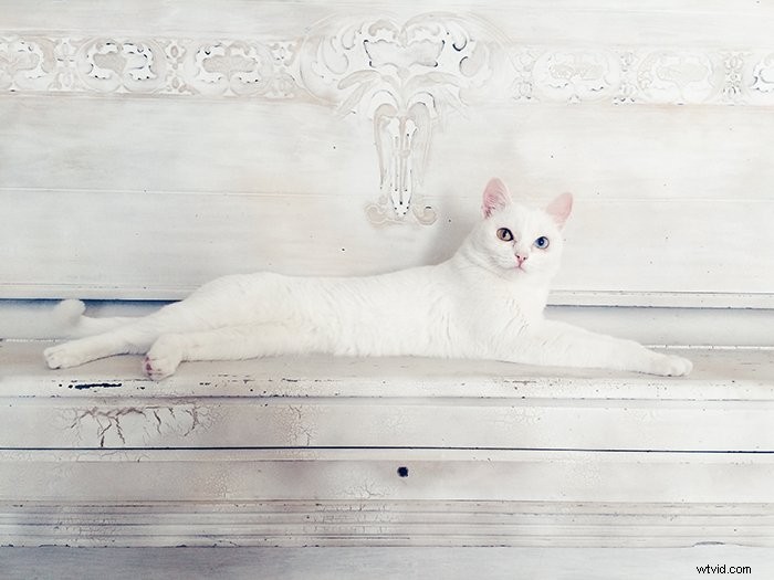 Master Stunning Pet Photography: Pro Tips for Smartphone Shots