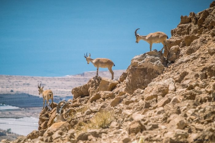 Master the Rule of Odds: Elevate Your Photography Composition