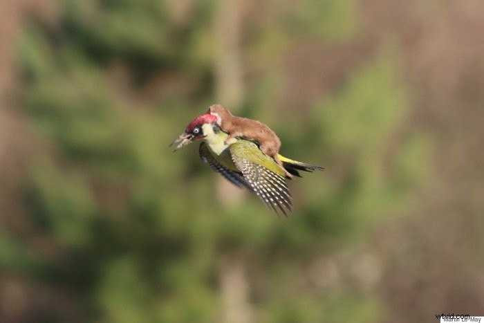 30 Jaw-Dropping Perfectly Timed Photos Capturing Epic Moments