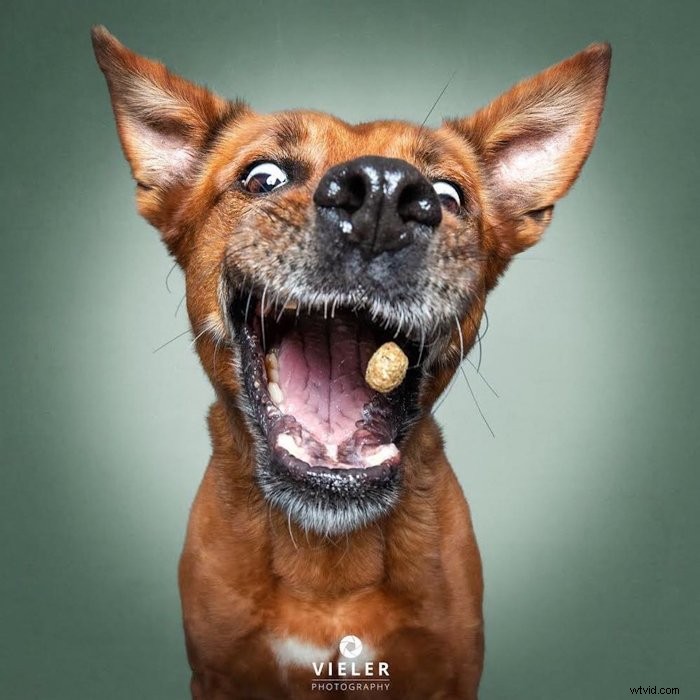 30 Jaw-Dropping Perfectly Timed Photos Capturing Epic Moments