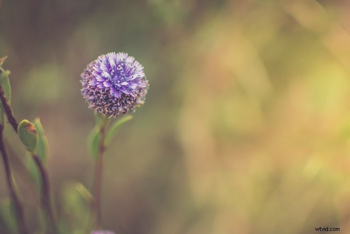 Mastering Focal Points: Elevate Your Photography Composition