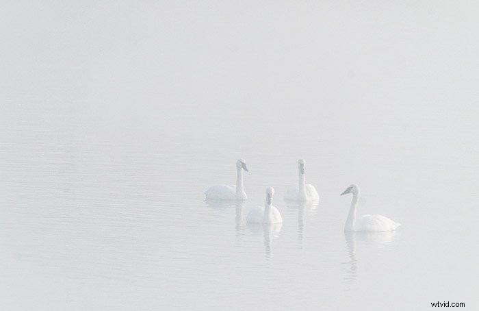 Master  Fill the Frame  Technique for Stunning Photography Composition