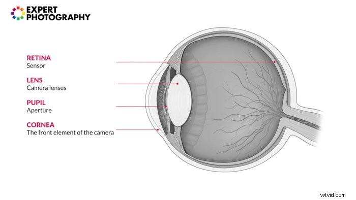 Camera vs. Human Eye: Do They Process Light the Same Way?