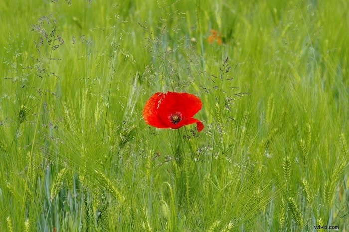 Mastering Emphasis in Photography: 10 Expert Tips to Highlight Your Subject