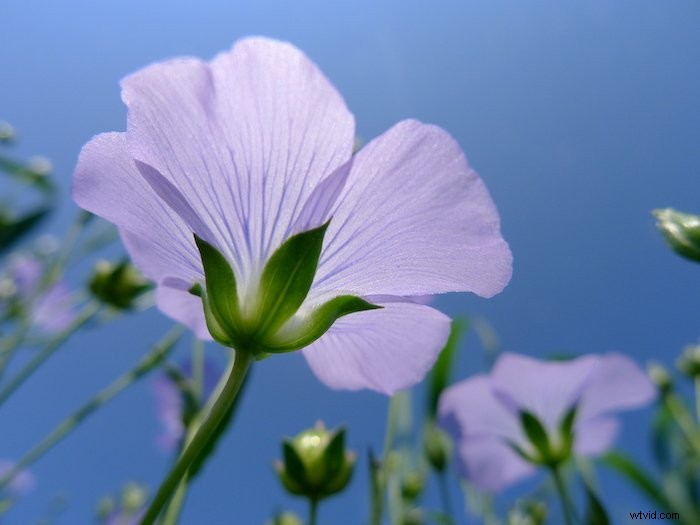 Master Worm s Eye View Photography: Essential Tips for Beginners