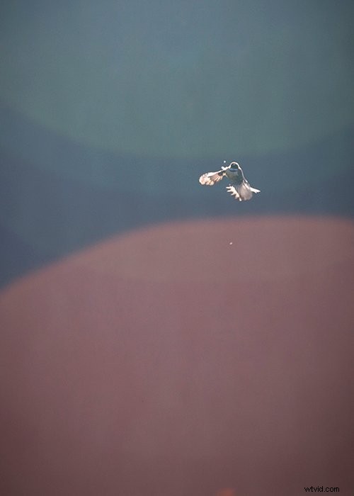 9 Expert Tips to Master Color in Photography