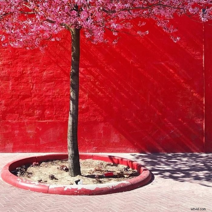 9 Expert Tips to Master Color in Photography