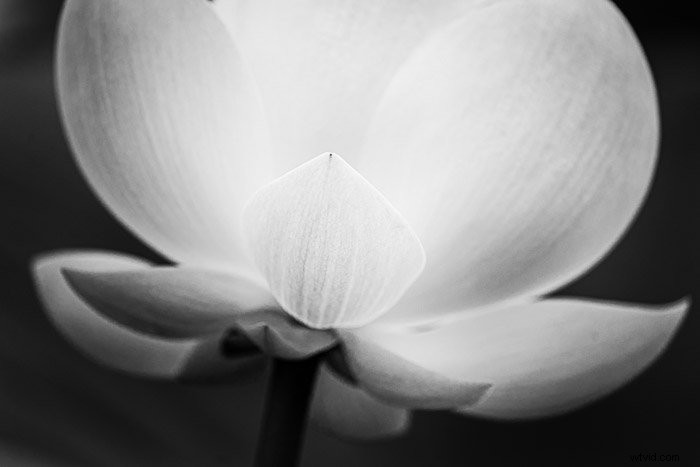 Mastering Value in Photography: What It Is and How to Use It Effectively