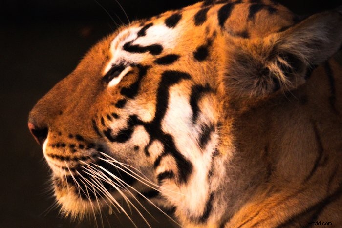 Topaz Sharpen AI 2022 Review: Is It Worth Buying? Honest Expert Verdict