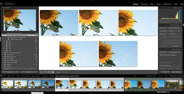 9 Essential Lightroom Editing Tips for Stunning Flower Photography