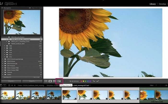 9 Essential Lightroom Editing Tips for Stunning Flower Photography