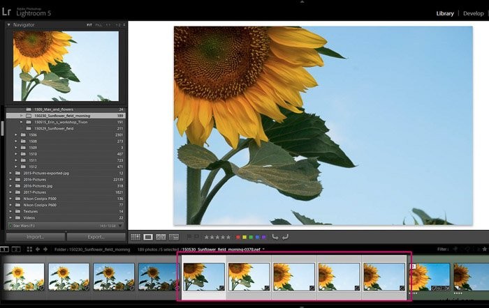9 Essential Lightroom Editing Tips for Stunning Flower Photography