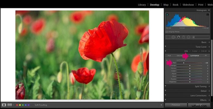9 Essential Lightroom Editing Tips for Stunning Flower Photography
