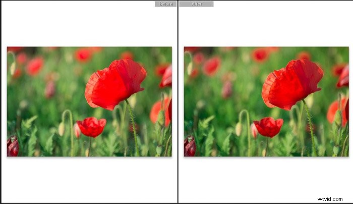 9 Essential Lightroom Editing Tips for Stunning Flower Photography