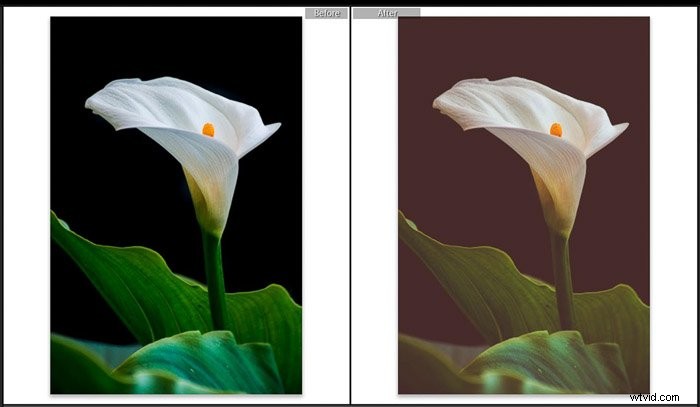 9 Essential Lightroom Editing Tips for Stunning Flower Photography
