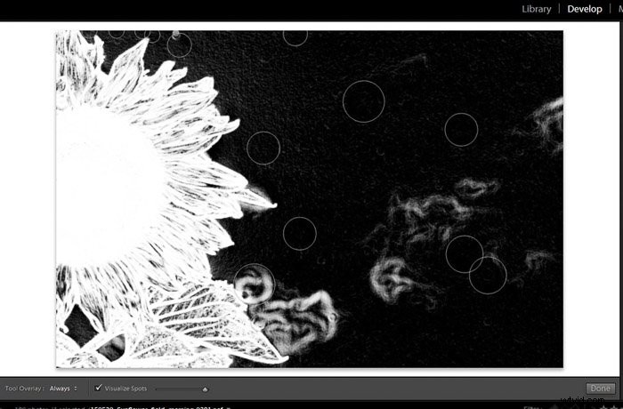 9 Essential Lightroom Editing Tips for Stunning Flower Photography