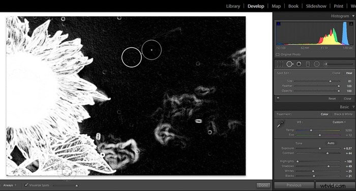 9 Essential Lightroom Editing Tips for Stunning Flower Photography