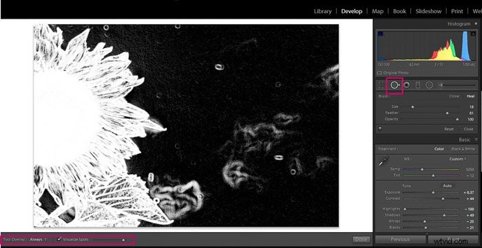 9 Essential Lightroom Editing Tips for Stunning Flower Photography