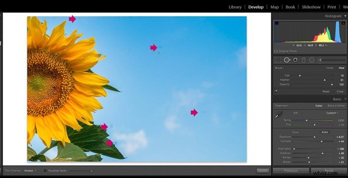 9 Essential Lightroom Editing Tips for Stunning Flower Photography