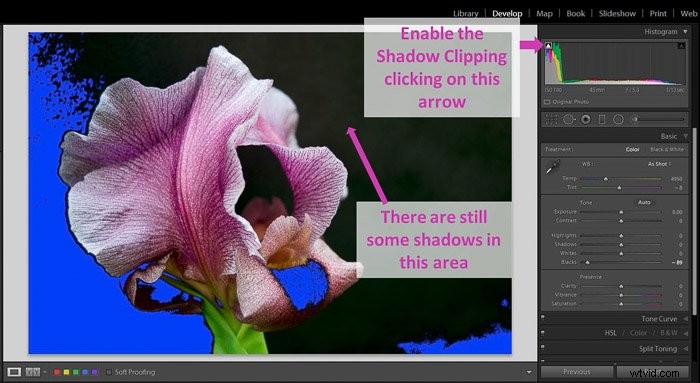 Master Shadows and Blacks in Lightroom: Pro Editing Tutorial