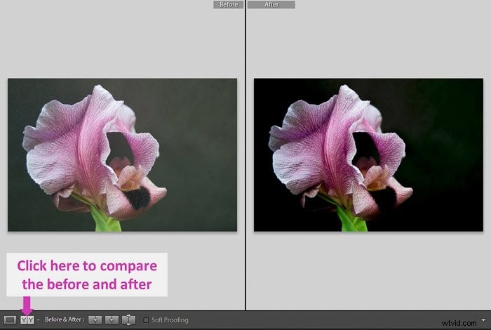 Master Shadows and Blacks in Lightroom: Pro Editing Tutorial