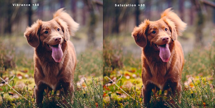 Vibrance vs. Saturation: Key Differences for Stunning Photography