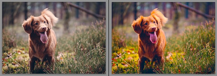 Vibrance vs. Saturation: Key Differences for Stunning Photography