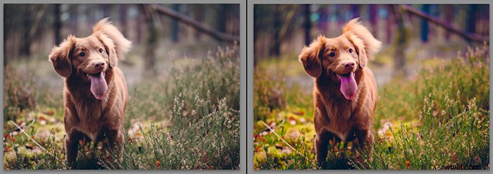 Vibrance vs. Saturation: Key Differences for Stunning Photography