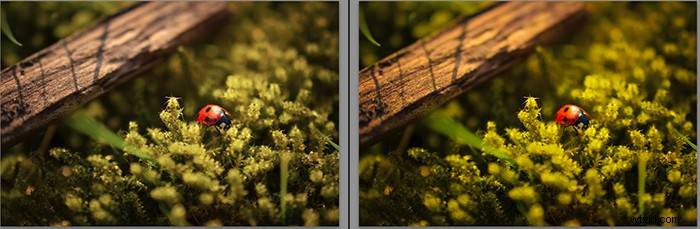 Vibrance vs. Saturation: Key Differences for Stunning Photography