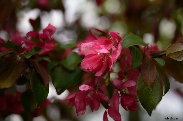 Master Lightroom s Radial Filter Tool: Step-by-Step Guide