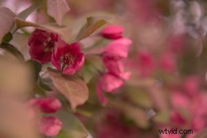 Master Split Toning in Lightroom: 5 Simple Steps for Stunning Photos