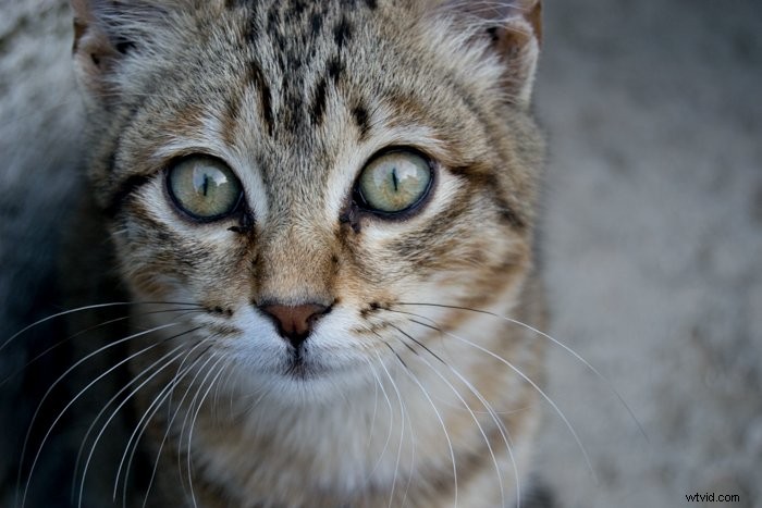 Master Lightroom s Clarity Tool: Easy Step-by-Step Guide to Boost Photo Details