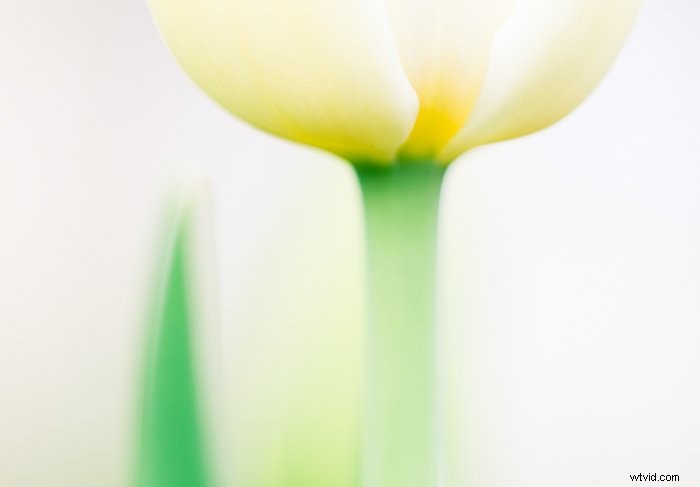 Master Macro Photography Post-Processing: Step-by-Step for Stunning Results