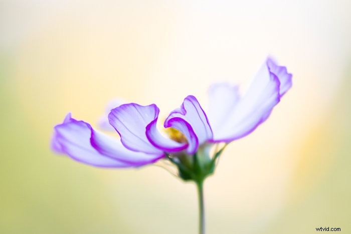 Master Macro Photography Post-Processing: Step-by-Step for Stunning Results