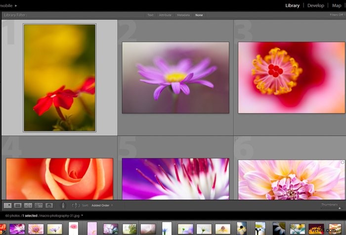 Master Macro Photography Post-Processing: Step-by-Step for Stunning Results