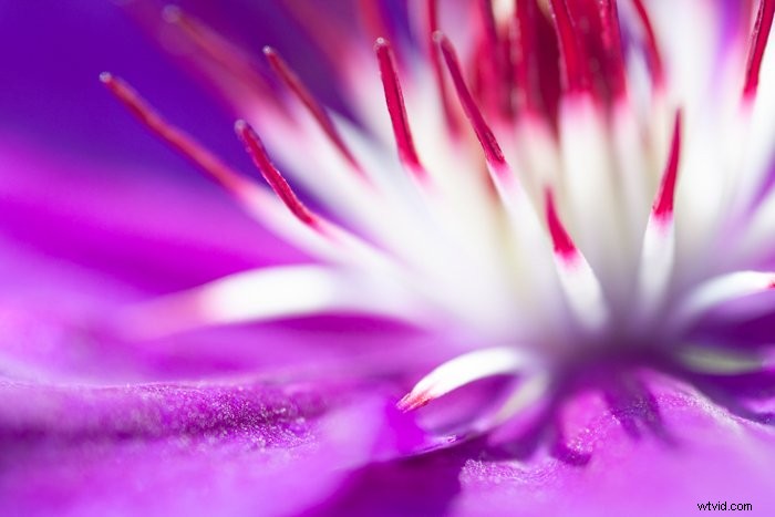 Master Macro Photography Post-Processing: Step-by-Step for Stunning Results