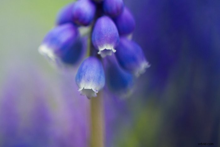 Master Macro Photography Post-Processing: Step-by-Step for Stunning Results