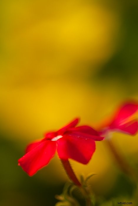 Master Macro Photography Post-Processing: Step-by-Step for Stunning Results