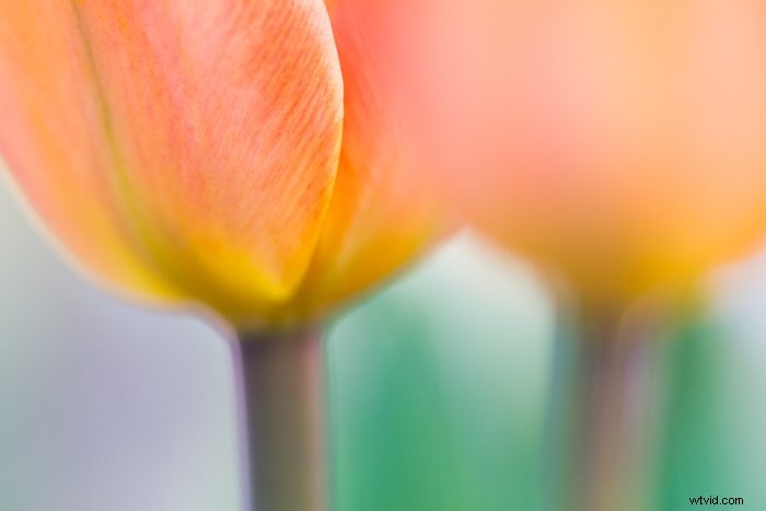 Master Macro Photography Post-Processing: Step-by-Step for Stunning Results