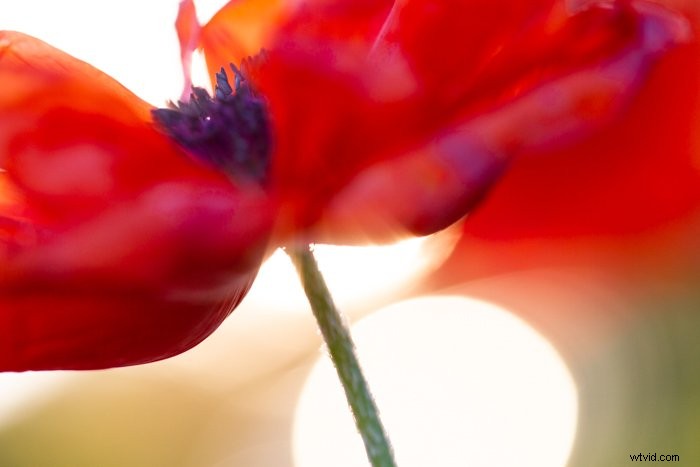 Master Macro Photography Post-Processing: Step-by-Step for Stunning Results