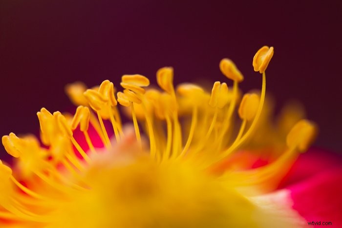 Master Macro Photography Post-Processing: Step-by-Step for Stunning Results