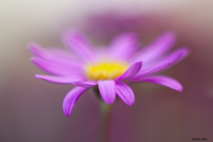 Master Macro Photography Post-Processing: Step-by-Step for Stunning Results